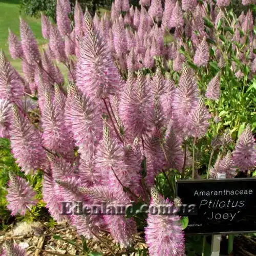 Изображение Птилотус возвышенный - Ptilotus exaltatus