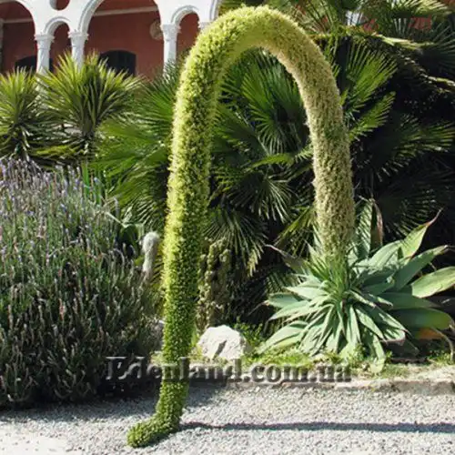 Изображение Агава оттянутая подвид оттянутая - Agave attenuata subsp. attenuate