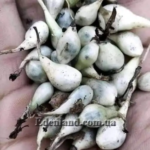 Изображение Куркулиго широколистное - Curculigo latifolia