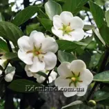 Изображение Тамилнадия болотная - Tamilnadia uliginosa