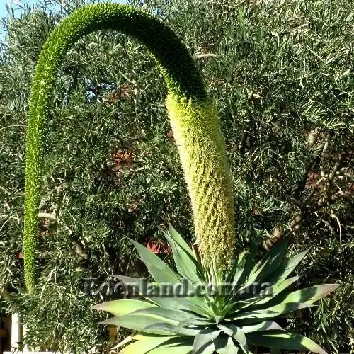 Изображение Агава оттянутая подвид оттянутая - Agave attenuata subsp. attenuate