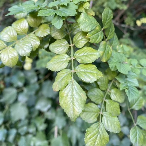 Изображение Текомария капская  - Tecomaria capensis