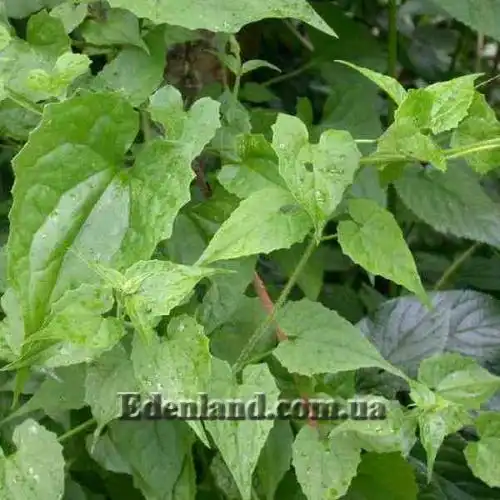 Зображення Міканія Гуако - Mikania guaco 