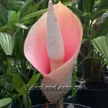 Изображение Аморфофаллюс бульбоносный  - Amorphophallus bulbifer