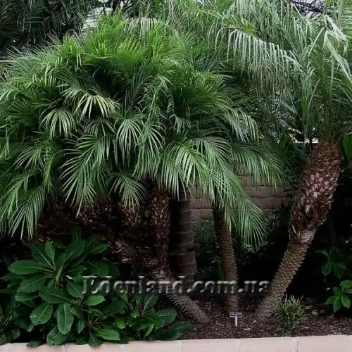 Зображення Фінік Робелена - Phoenix roebelenii