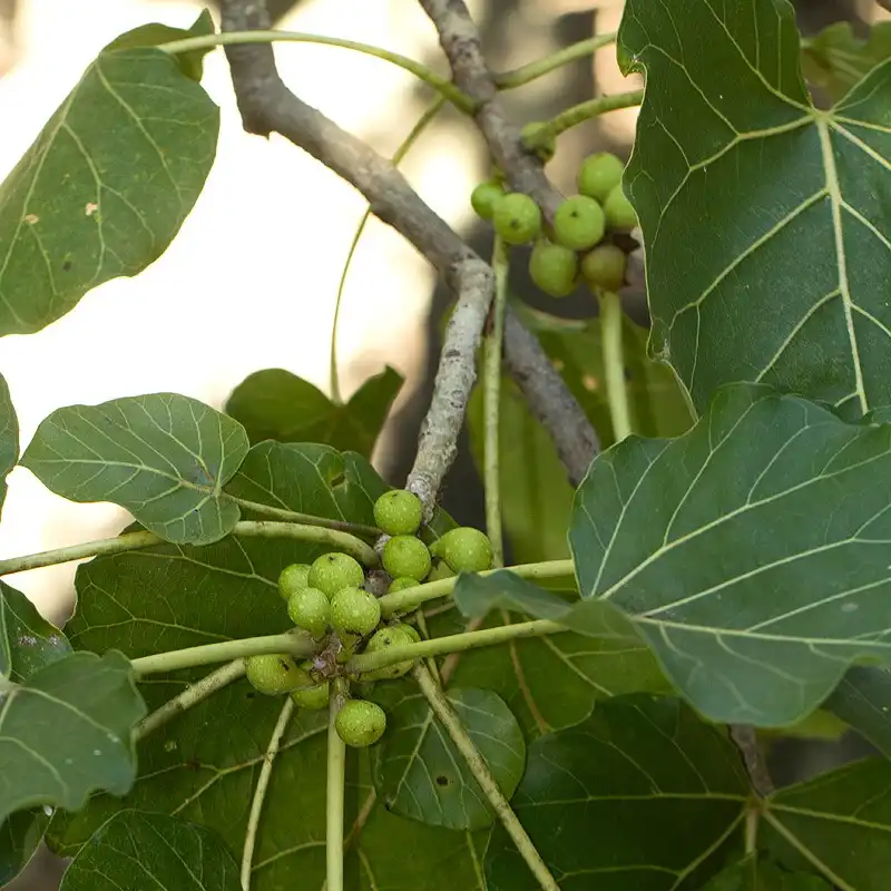 Зображення плоди