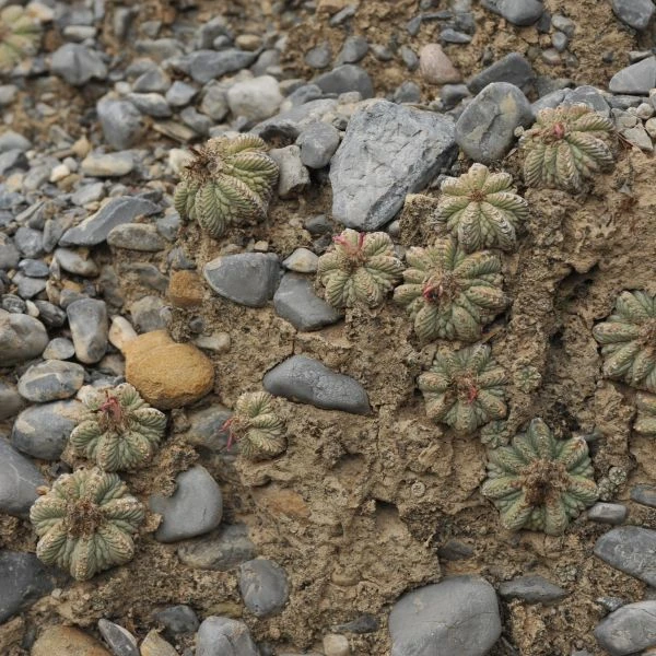 Изображение Ацтекиум Риттера  - Aztekium ritteri 