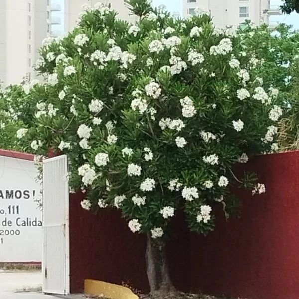 Изображение Плюмерия тупая  - Plumeria obtusa