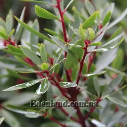 Изображение Дримис ланцетный  - Drimys lanceolata