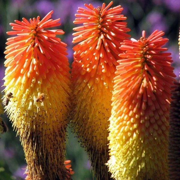 Зображення Кніпхофія Норт - Kniphofia northiae