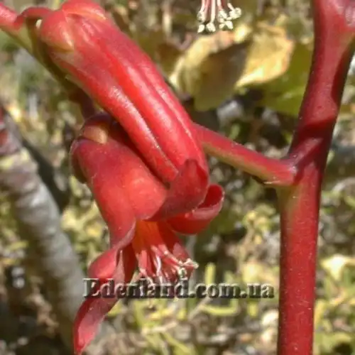 Изображение Тилекодон метельчатый  - Tylecodon paniculatus