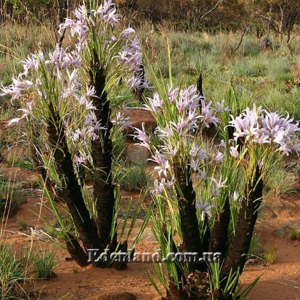 Ксерофіта сітчастожильчаста - Xerophyta retinervis