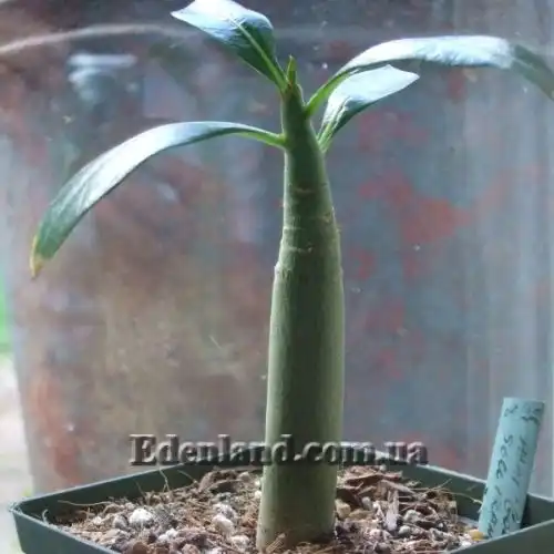 Изображение Адениум тучный - Adenium obesum var. obesum