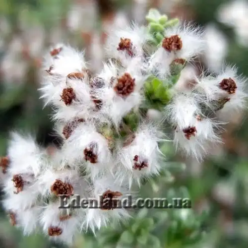 Зображення Еріоцефалус африканський - Eriocephalus africanus