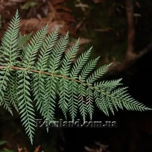 Изображение Ломатия ржавая - Lomatia ferruginea