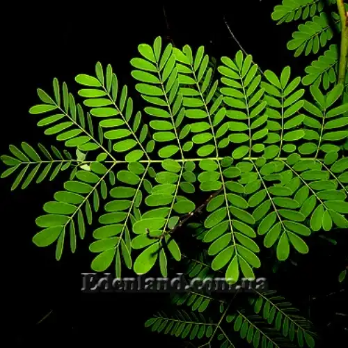 Изображение Цезальпиния прекраснейшая - Caesalpinia pulcherrima