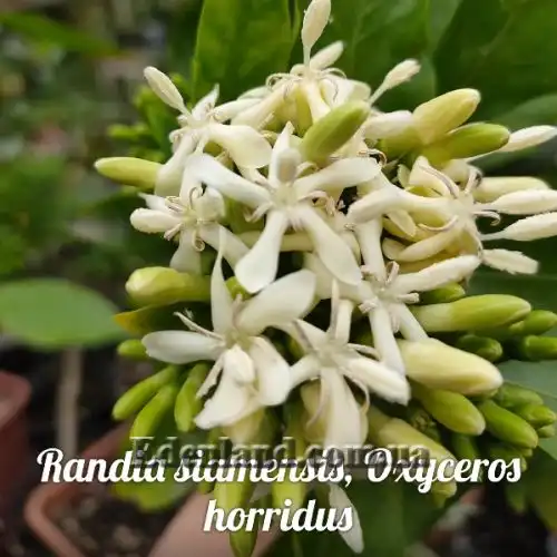 Изображение Оксицерос щетинистый - Oxyceros horridus 