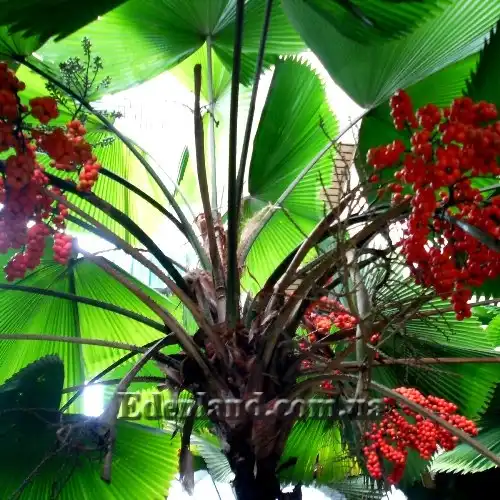 Изображение плоды