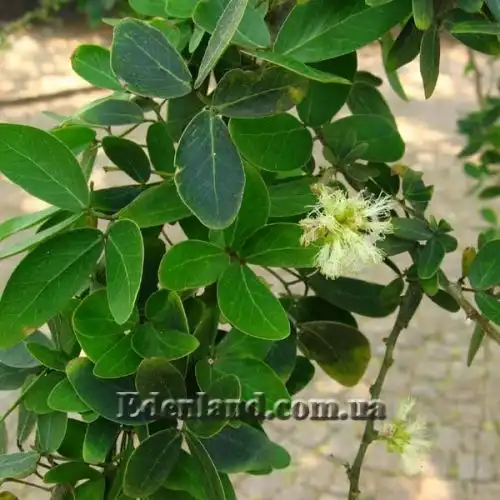 Изображение Питецеллобиум сладкий - Pithecellobium dulce