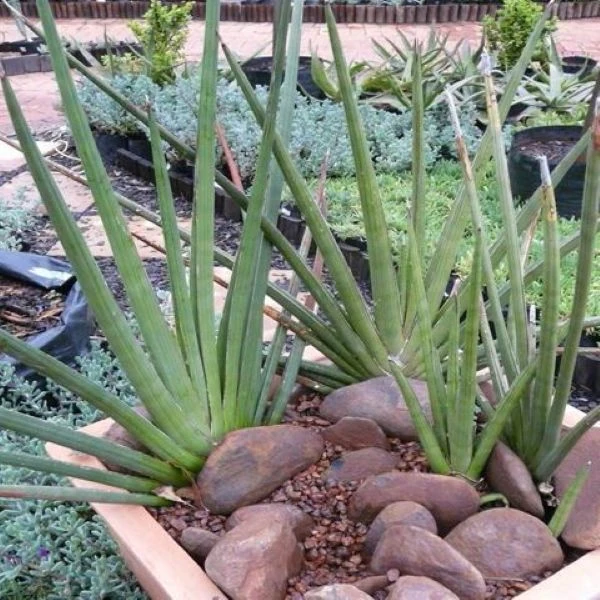 Зображення Драцена Пірсона - Dracaena pearsonii