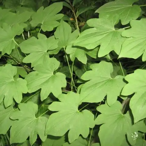 Изображение взрослое растение