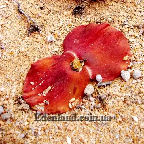 Изображение засыхающие листья