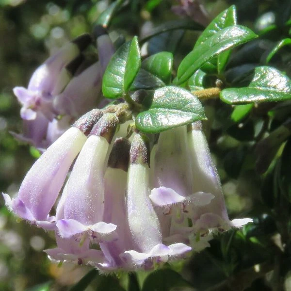 Изображение Рафитамнус колючий - Rhaphithamnus spinosus 