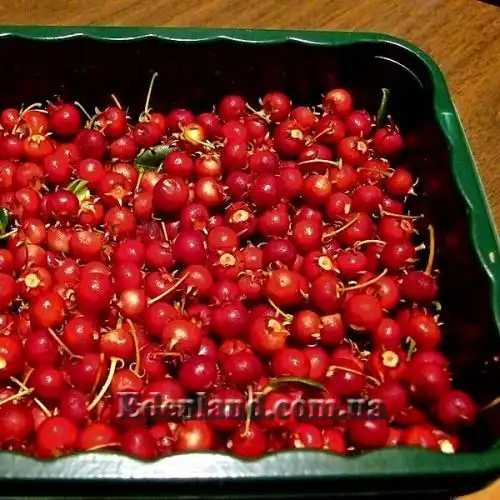 Изображение Угни Молины - Ugni molinae