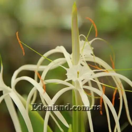 Изображение цветение