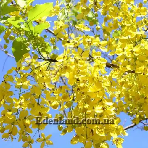 Зображення Касія трубчаста - Cassia fistula 