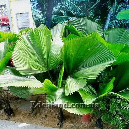 Изображение молодые растения