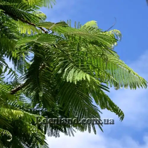 Зображення Кольвілея кістиста - Colvillea racemose