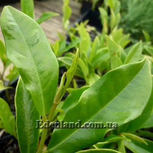 Изображение Михелия фиго - Michelia figo