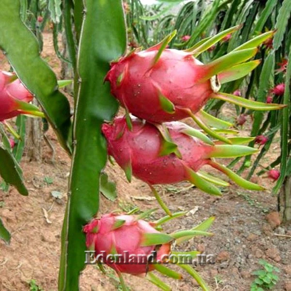 Изображение плоды 