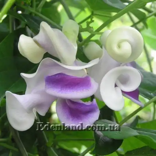 Изображение Вигна каракалла  - Vigna caracalla