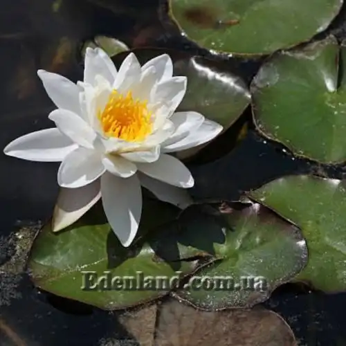 Зображення Німфея (Латаття) Нухалі - Nymphaea nouchali