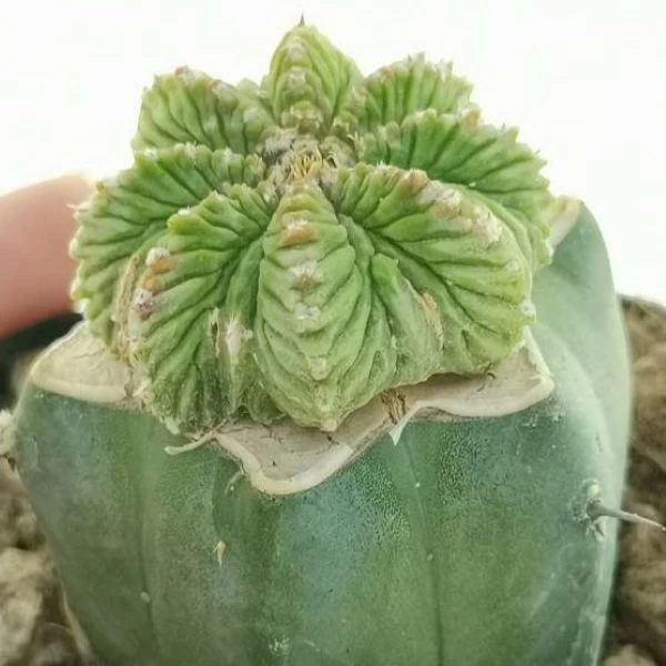 Изображение Ацтекиум Риттера  - Aztekium ritteri 