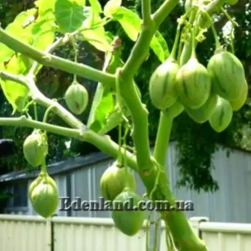 Изображение Цифомандра свекловидная желтая - Cyphomandra betacea gold