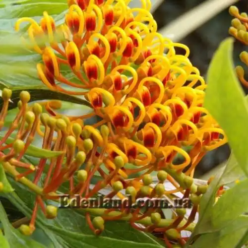 Изображение Гревиллея мощная - Grevillea robusta 