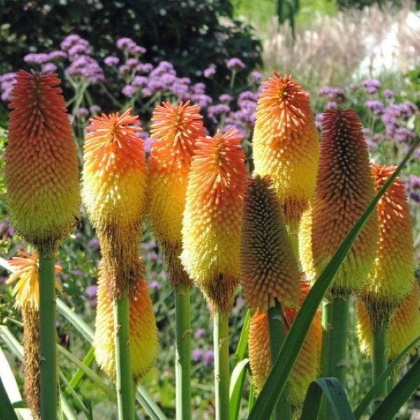 Зображення Кніпхофія Норт - Kniphofia northiae