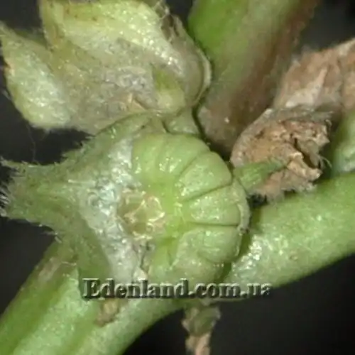 Изображение Мальва кудрявая - Malva crispa 