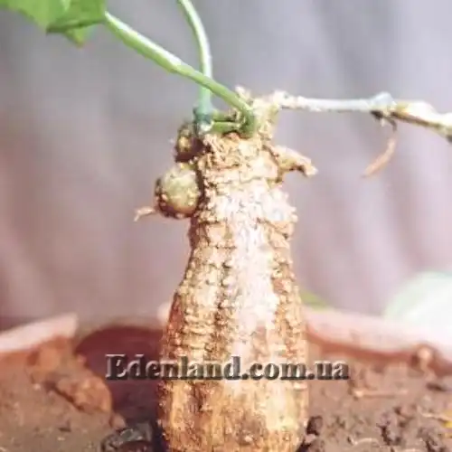 Изображение клубень