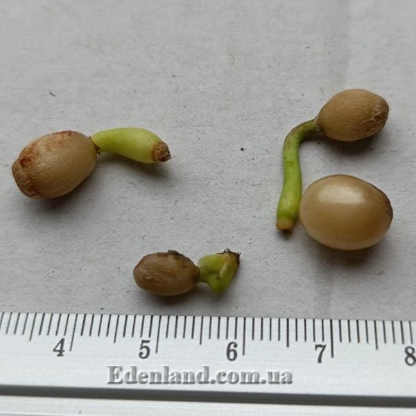 Изображение проросшие семена