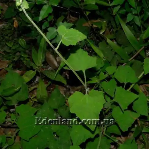 Зображення Міканія Гуако - Mikania guaco 