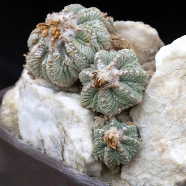 Изображение Ацтекиум Риттера  - Aztekium ritteri 