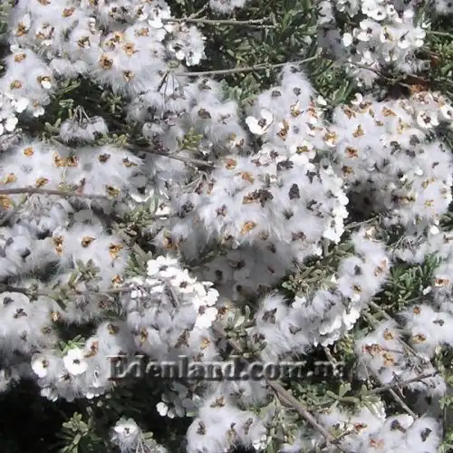 Зображення Еріоцефалус африканський - Eriocephalus africanus