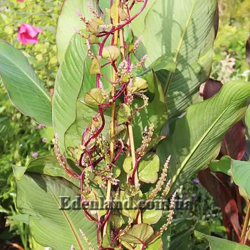 Изображение Базелла белая (красная) - Basella alba (rubra)