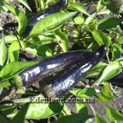 Перец Халапеньо фиолетовый - Jalapeno Pepper Purpl