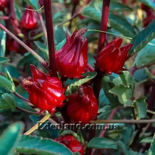 Зображення Гібіскус сабдариффа - Hibiscus sabdariffa