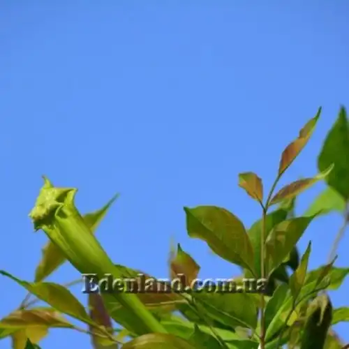 Изображение Долихандрона мелкопильчатая - Dolichandrone serrulata